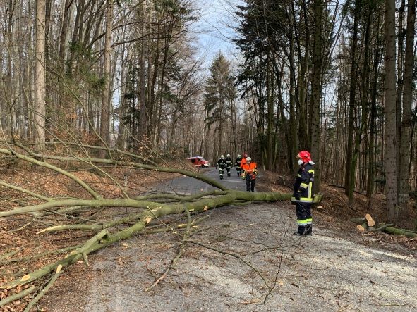 T1 – Sturmschaden – Bäume drohten auf Straße zu stürzen
