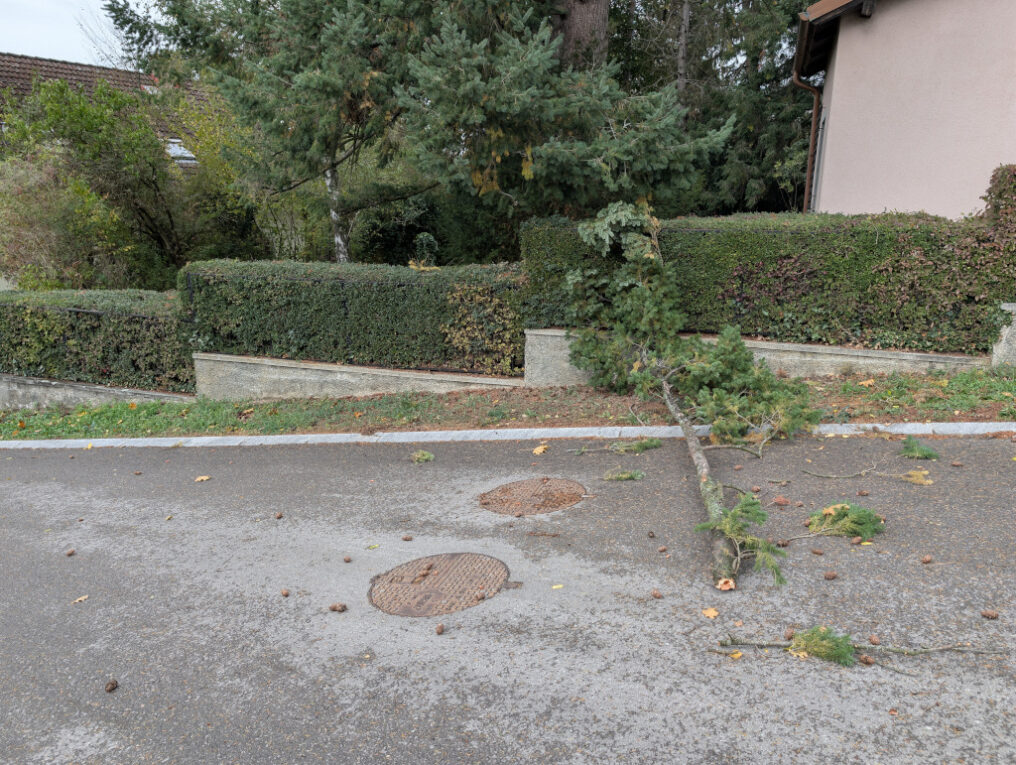 T1 – Baum über Straße